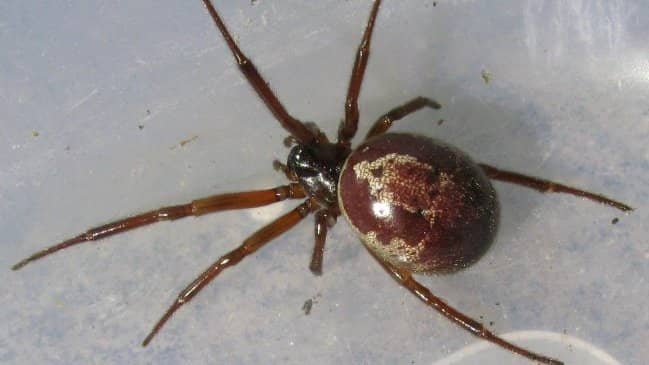 Detectan a tres nuevas arañas venenosas en Chile