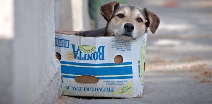 Grupos animalistas muestran preocupación por tenencia responsable de mascotas en Curicó