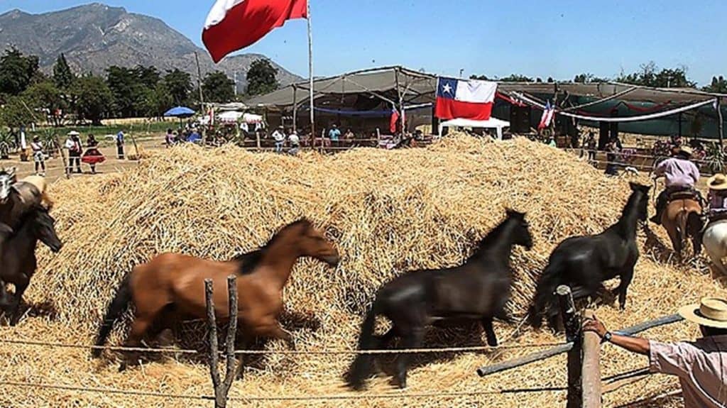 Club de Huasos “El Corazón” realizará su primera trilla a yegua suelta