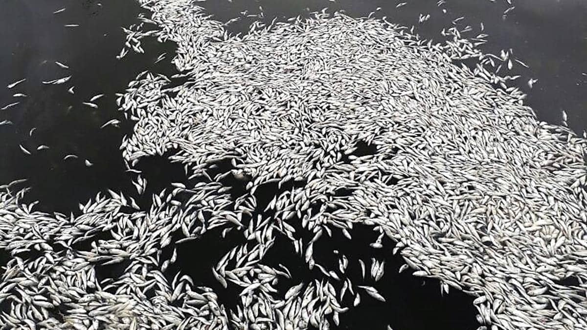 Investigan varazón de una tonelada de sardinas en desembocadora del río Maule