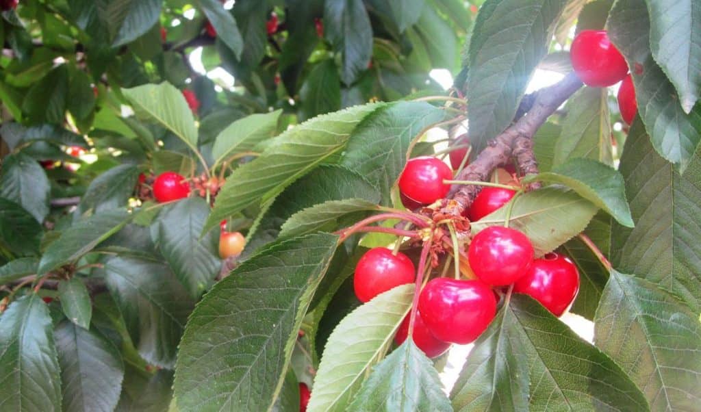 Desorden climático ha afectado la cuaja de frutos rojos