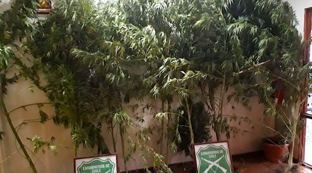 Descubren abuela con plantación de marihuana en Potrero Grande
