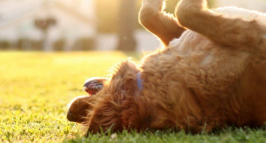 Claves para cuidar a tu mascota del calor durante el verano