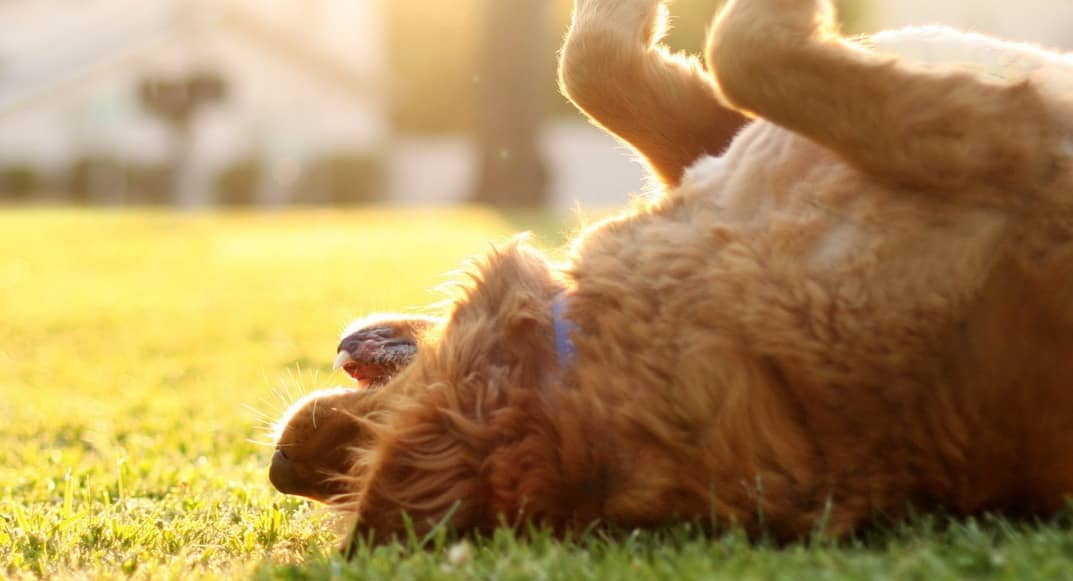 Las multas que arriesga quien no cumpla la inscripción obligatoria de mascotas