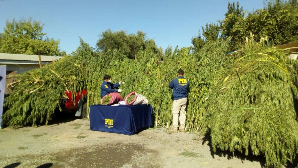 Gigantesco hallazgo de marihuana en comunas de Molina y Sagrada Familia