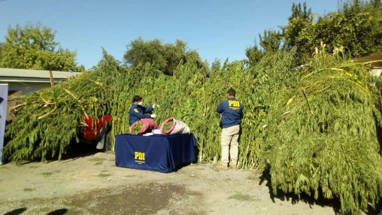 Gigantesco hallazgo de marihuana en comunas de Molina y Sagrada Familia