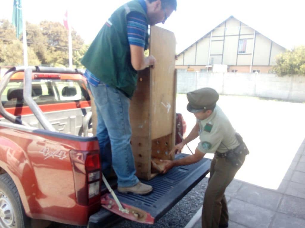 Rescatan a Pudú en medio de incendio forestal al interior de Romeral