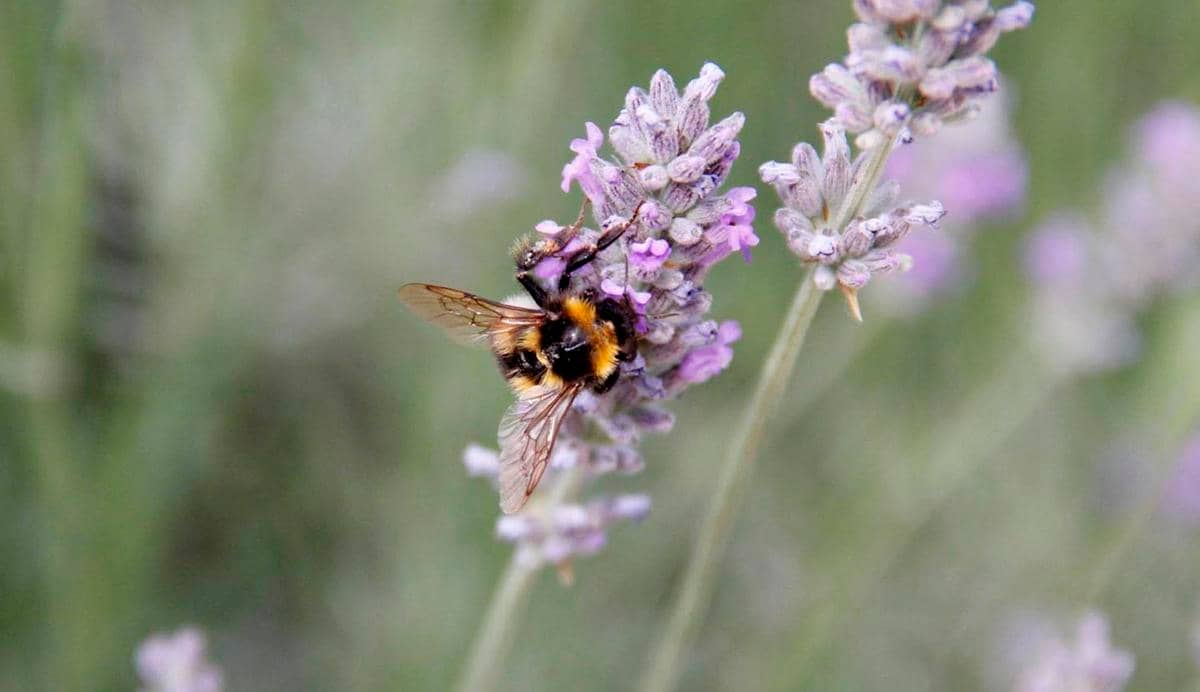 Abejorro europeo podría afectar a abejas nativas de Chile