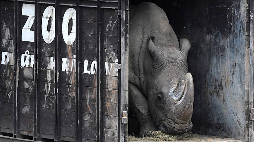 Peligro de extinción: Muere en Kenia el último macho de rinoceronte blanco del norte