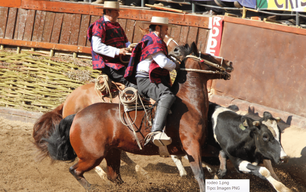 Asociación de Rodeo de Curicó afina últimos detalles para clasificatorio regional