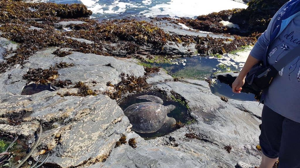 Rescatan tortuga marina varada en Curanipe