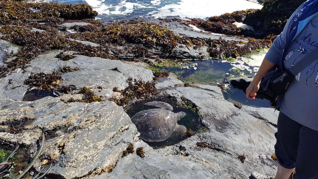 Rescatan tortuga marina varada en Curanipe