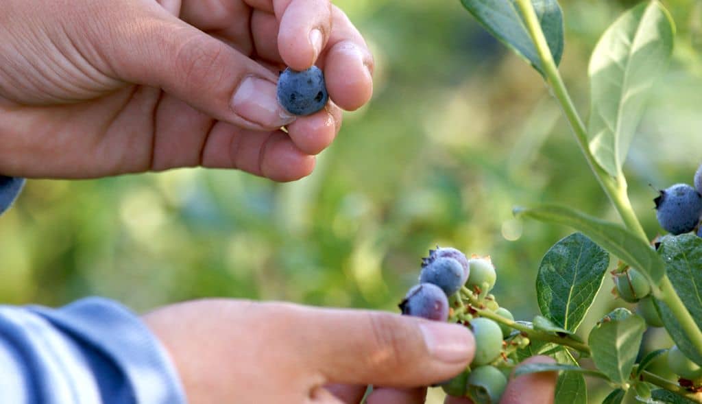 Investigación utilizará ozono para disminuir contaminación en berries