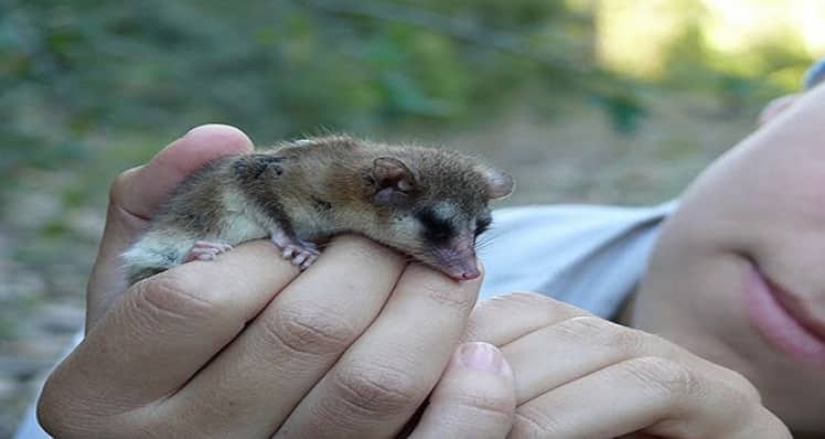 La tierna historia de la escolar que salvó a monito del monte en Puerto Octay