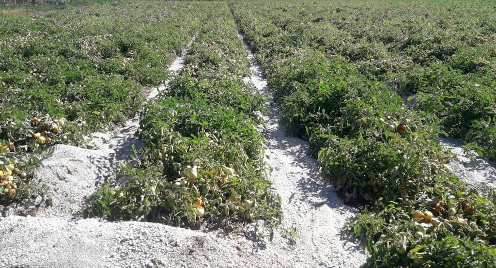 Residuos volcánicos dificultan riego de más de 3 mil hectáreas