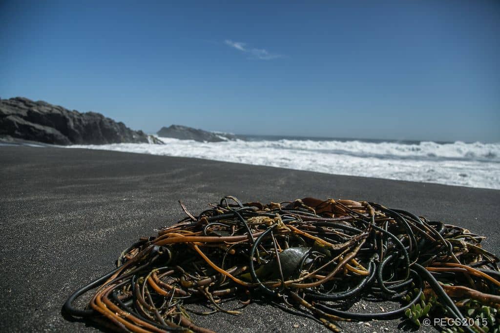 Algueras de la costa curicana desesperadas por veda del cochayuyo