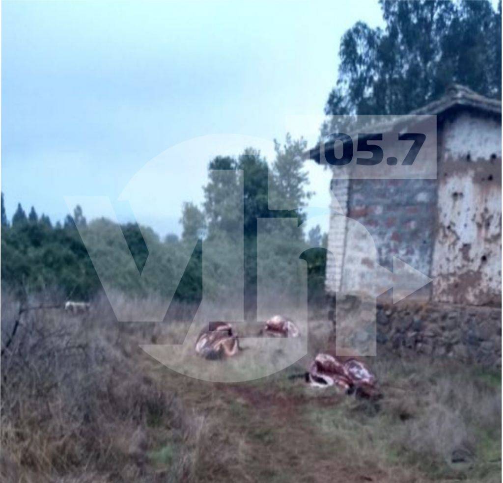 Impacto por matanza de caballares en La Huerta de Mataquito