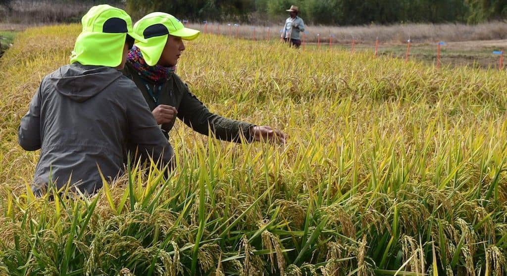 SAG evalúa nueva variedad de arroz para certificación de semillas