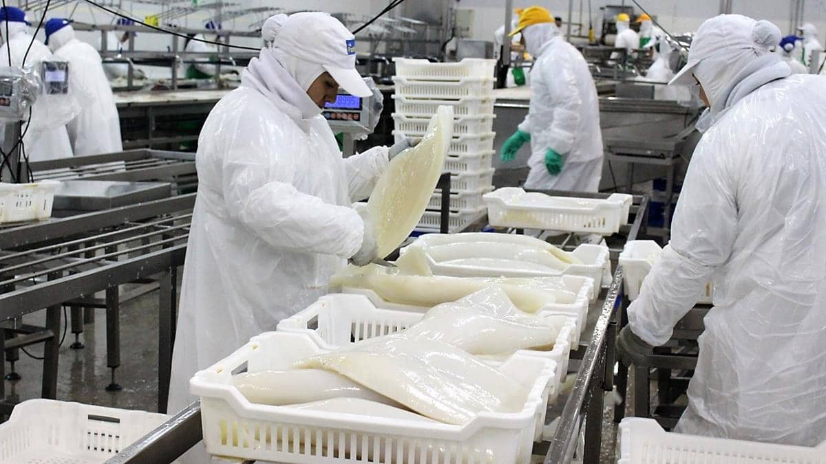 Pescadores conformes con ley que establece captura de jibia en forma artesanal