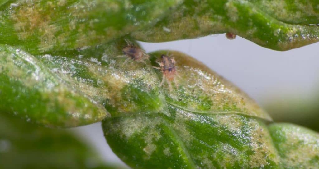 Detectan plaga que afecta al cípres en cordillera romeralina