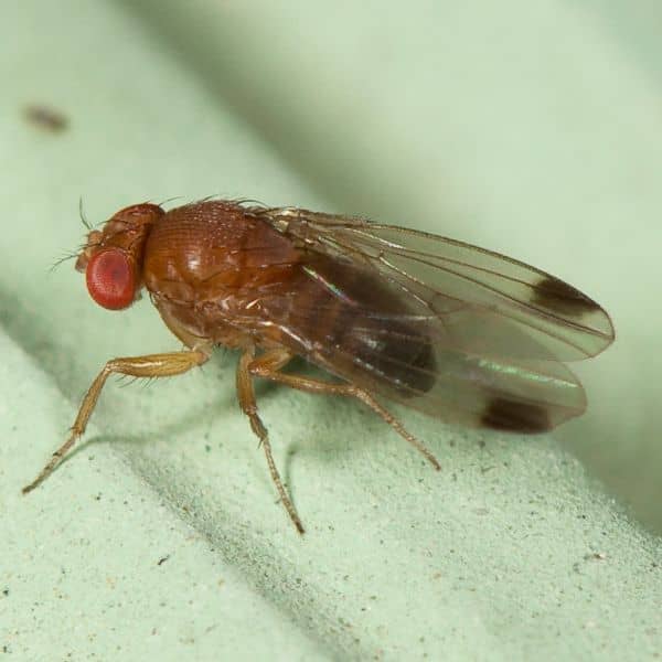 Alerta en la Región del Maule por mosca de alas manchadas