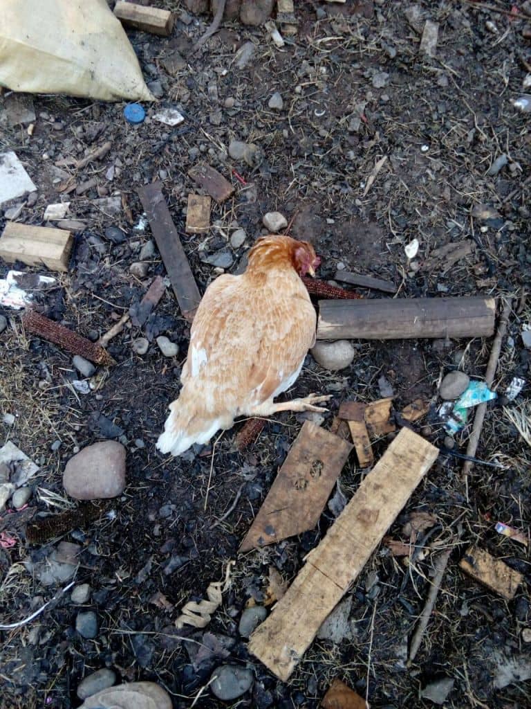 [Galería Fotográfica] Brutal ataque con veneno a perros y aves en Sagrada Familia