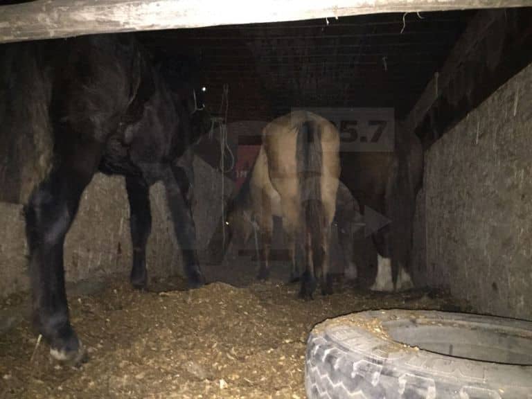 Conductor de camión cargado con caballos se da a la fuga al ser fiscalizado en Hualañé