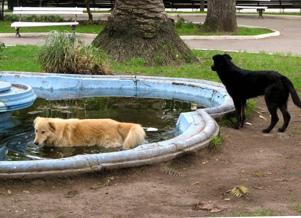 Perros vagos de la plaza fueron recogidos por canil municipal
