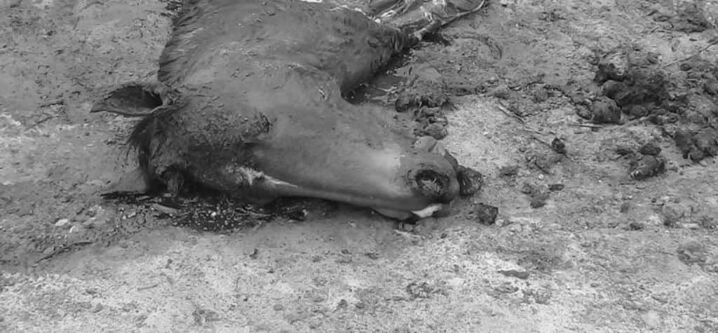 Cuatreros realizan cruel matanza de caballares inscritos en Itahue