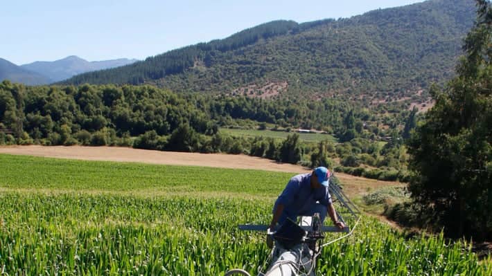 Maule norte y sur: Las diferencias económicas que reveló el cierre de Iansa