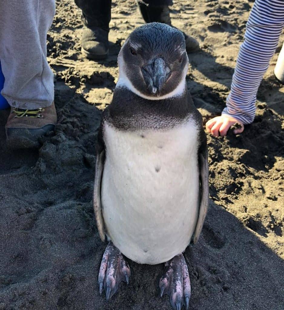 Pingüino rescatado en Pelluhue es derivado a Parque Safari para evaluación