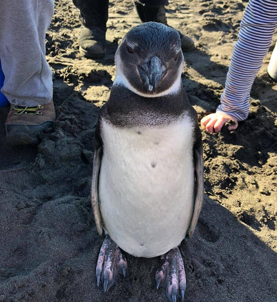 Pingüino rescatado en Pelluhue es derivado a Parque Safari para evaluación