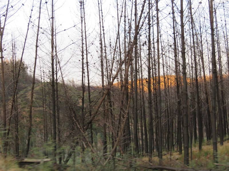 Reforestan zonas devastadas por incendios