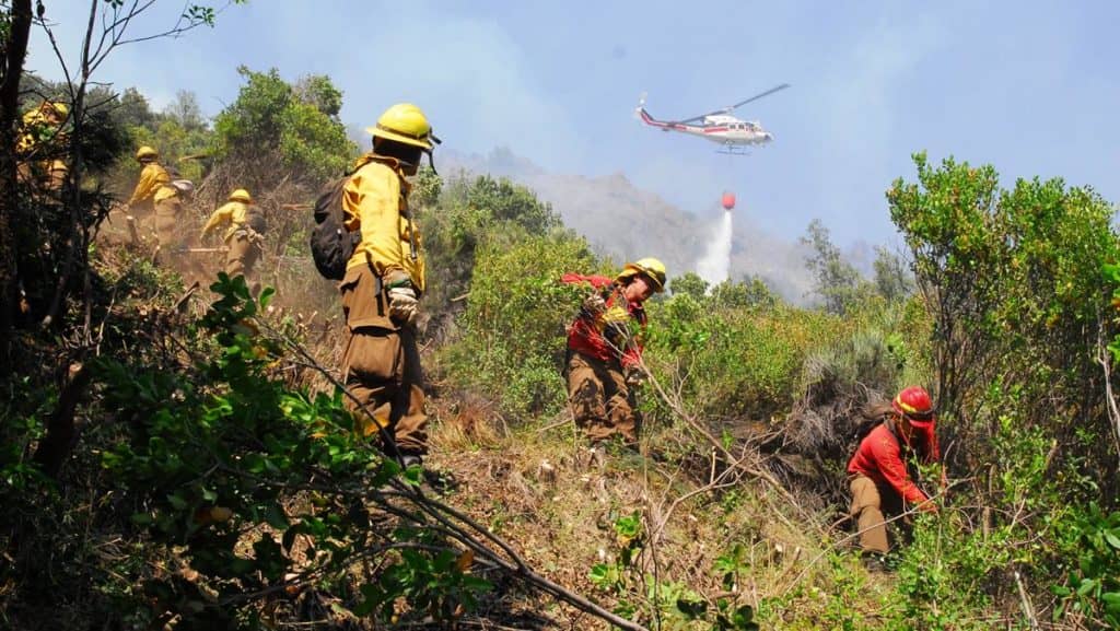 CONAF del Maule llama a postular para integrar brigadas forestales