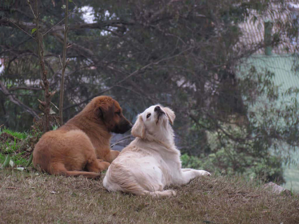 Municipio curicano activa protocolo de emergencia veterinaria