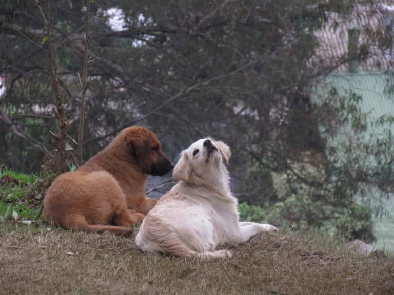 Municipio curicano activa protocolo de emergencia veterinaria