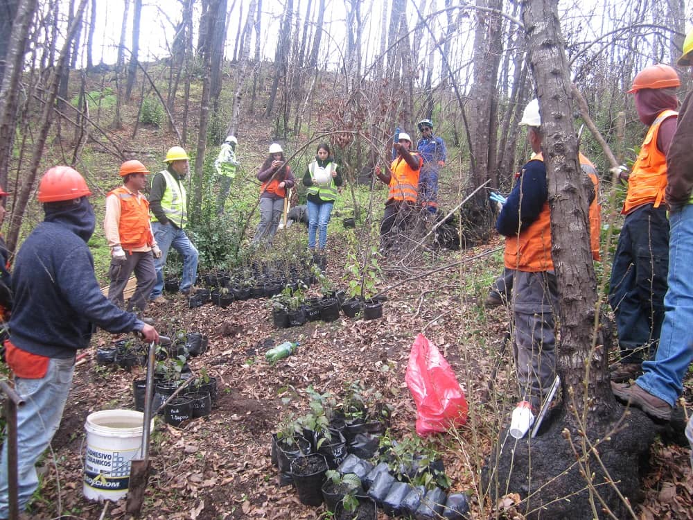 CMPC apoya iniciativa que busca recuperar el hábitat de árbol en peligro de extinción