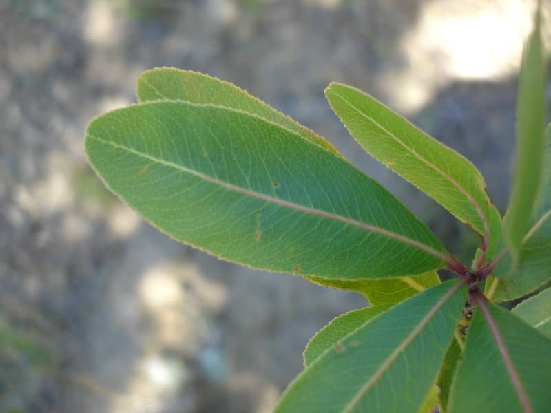 Abiertas las postulaciones al Fondo de Protección Ambiental 2019