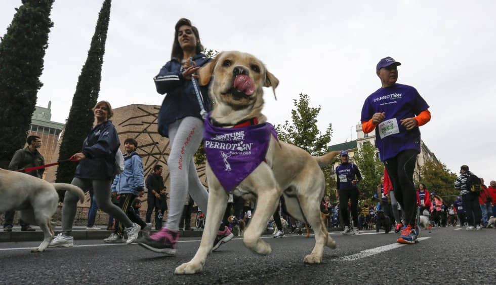 Se viene la 6ª Perrotón “Corrida con tu Perro” este domingo en Curicó