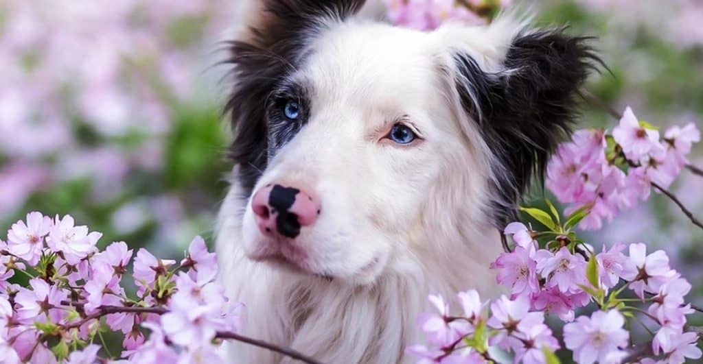 Fortalecer el sistema inmunitario de las mascotas en primavera también es importante