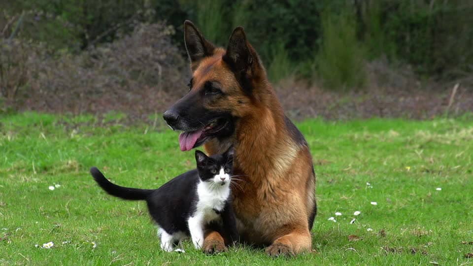 Sagrada Familia a la vanguardia en acciones para la tenencia responsable de mascotas