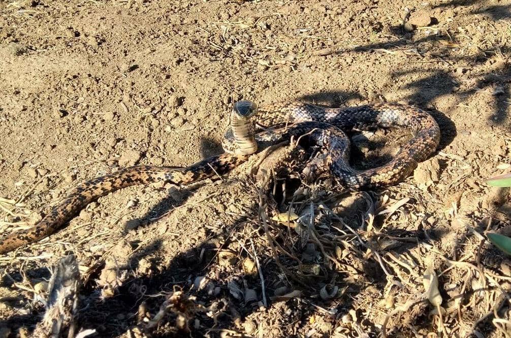 Preocupación por hallazgo de culebra gigante en Hualañé
