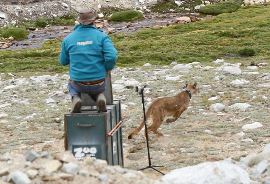 SAG y Zoo Nacional reinsertan en la naturaleza a puma rescatado en casa de Lo Barnechea