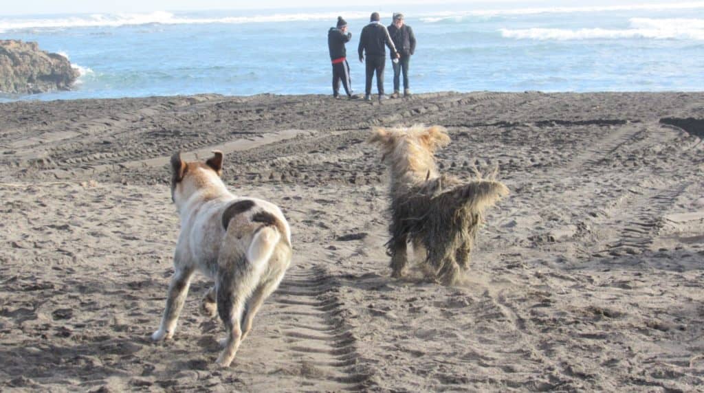 Hasta 5 millones de pesos en multa se exponen quienes bloqueen acceso a playa