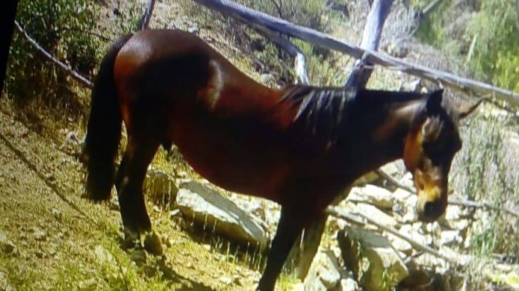 Piden investigar horrendo caso de maltrato animal en Teno
