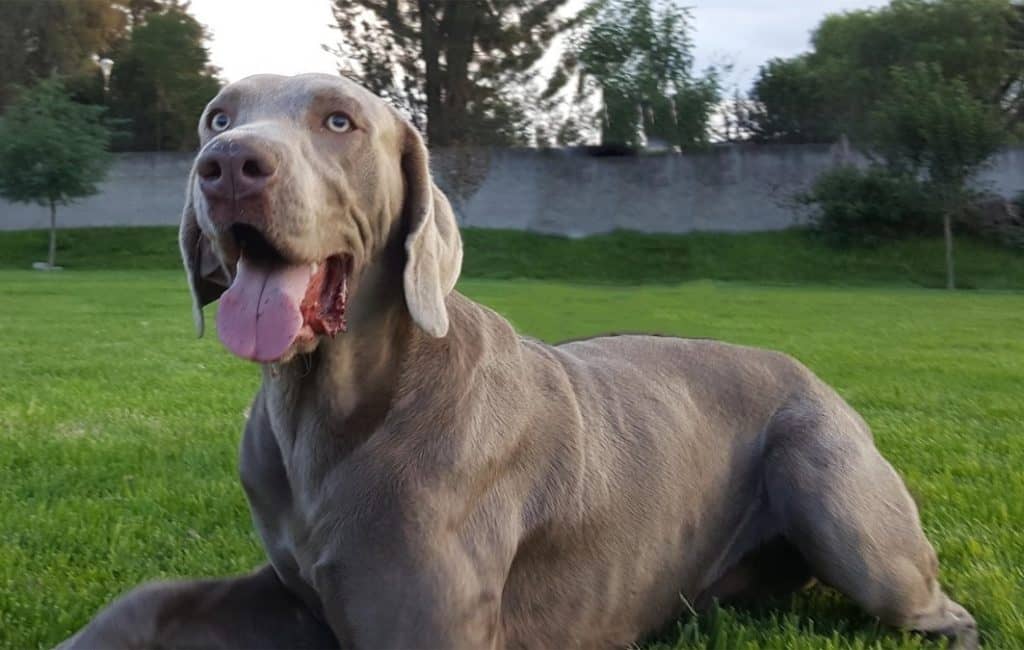 Municipalidad de Curicó llama a realizar inscripción de mascotas