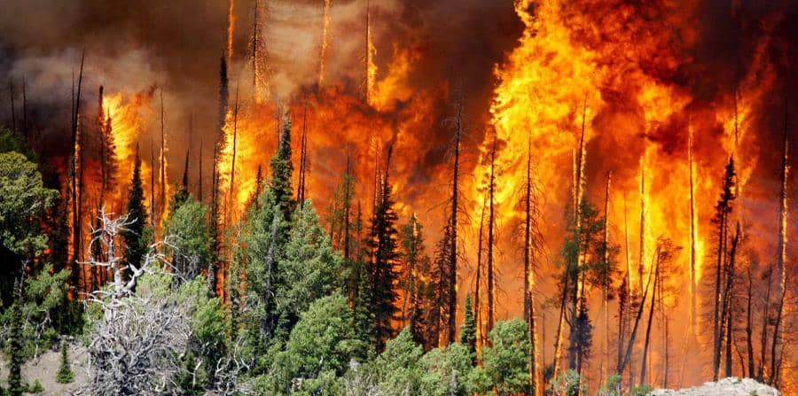 19 incendios forestales "relevantes" activos en el centro sur del país