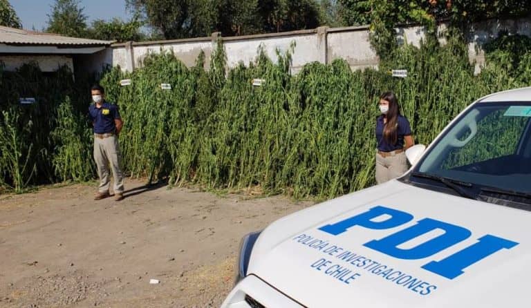 PDI descubrió marihuana en Radal, Potrero Grande y Río Mataquito
