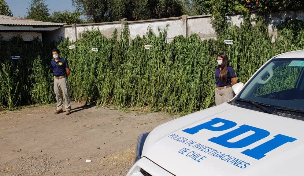 PDI descubrió marihuana en Radal, Potrero Grande y Río Mataquito