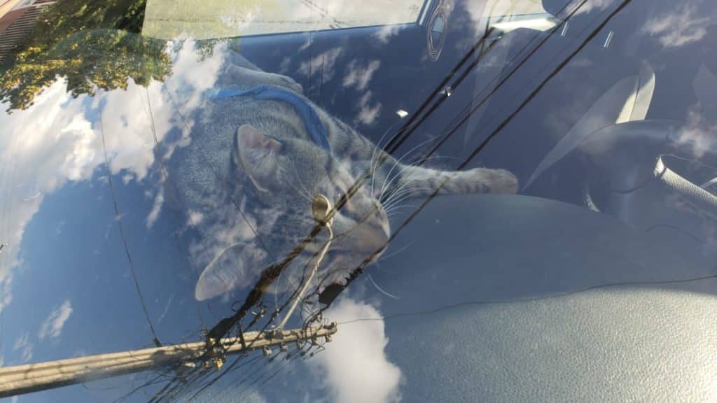 Denuncian a conductor dejó que a un gato encerrado en su auto